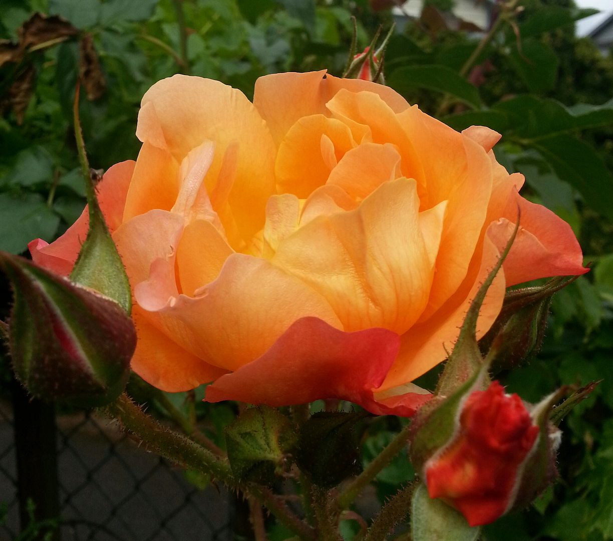  photo 20140626_145932-1_zps1j5wuifa.jpg